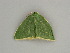  ( - BC ZSM Lep 57553)  @13 [ ] CreativeCommons - Attribution Non-Commercial Share-Alike (2011) Axel Hausmann/Bavarian State Collection of Zoology (ZSM) SNSB, Zoologische Staatssammlung Muenchen