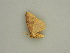  ( - BC ZSM Lep 57554)  @12 [ ] CreativeCommons - Attribution Non-Commercial Share-Alike (2011) Axel Hausmann/Bavarian State Collection of Zoology (ZSM) SNSB, Zoologische Staatssammlung Muenchen