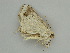  ( - BC ZSM Lep 57559)  @12 [ ] CreativeCommons - Attribution Non-Commercial Share-Alike (2011) Axel Hausmann/Bavarian State Collection of Zoology (ZSM) SNSB, Zoologische Staatssammlung Muenchen
