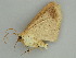  ( - BC ZSM Lep 57561)  @13 [ ] CreativeCommons - Attribution Non-Commercial Share-Alike (2011) Axel Hausmann/Bavarian State Collection of Zoology (ZSM) SNSB, Zoologische Staatssammlung Muenchen