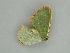  ( - BC ZSM Lep 57564)  @12 [ ] CreativeCommons - Attribution Non-Commercial Share-Alike (2011) Axel Hausmann/Bavarian State Collection of Zoology (ZSM) SNSB, Zoologische Staatssammlung Muenchen