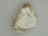  ( - BC ZSM Lep 57565)  @12 [ ] CreativeCommons - Attribution Non-Commercial Share-Alike (2011) Axel Hausmann/Bavarian State Collection of Zoology (ZSM) SNSB, Zoologische Staatssammlung Muenchen