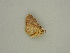  (Eois AH03Pe - BC ZSM Lep 57586)  @12 [ ] CreativeCommons - Attribution Non-Commercial Share-Alike (2011) Axel Hausmann/Bavarian State Collection of Zoology (ZSM) SNSB, Zoologische Staatssammlung Muenchen