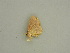  (Eois AH04Pe - BC ZSM Lep 57587)  @12 [ ] CreativeCommons - Attribution Non-Commercial Share-Alike (2011) Axel Hausmann/Bavarian State Collection of Zoology (ZSM) SNSB, Zoologische Staatssammlung Muenchen