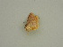  (Idaea AH08Pe - BC ZSM Lep 57595)  @12 [ ] CreativeCommons - Attribution Non-Commercial Share-Alike (2011) Axel Hausmann/Bavarian State Collection of Zoology (ZSM) SNSB, Zoologische Staatssammlung Muenchen