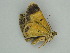  ( - BC ZSM Lep 57600)  @12 [ ] CreativeCommons - Attribution Non-Commercial Share-Alike (2011) Axel Hausmann/Bavarian State Collection of Zoology (ZSM) SNSB, Zoologische Staatssammlung Muenchen