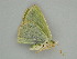  (Nemoria carolinaeAH01Pe - BC ZSM Lep 57607)  @12 [ ] CreativeCommons - Attribution Non-Commercial Share-Alike (2011) Axel Hausmann/Bavarian State Collection of Zoology (ZSM) SNSB, Zoologische Staatssammlung Muenchen