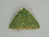  (Nemoria AH05Pe - BC ZSM Lep 57619)  @14 [ ] CreativeCommons - Attribution Non-Commercial Share-Alike (2011) Axel Hausmann/Bavarian State Collection of Zoology (ZSM) SNSB, Zoologische Staatssammlung Muenchen