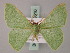  ( - BC ZSM Lep 59810)  @13 [ ] CreativeCommons - Attribution Non-Commercial Share-Alike (2011) Axel Hausmann/Bavarian State Collection of Zoology (ZSM) SNSB, Zoologische Staatssammlung Muenchen