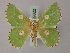  (Thetidia albocostaria - BC ZSM Lep 59822)  @13 [ ] CreativeCommons - Attribution Non-Commercial Share-Alike (2011) Axel Hausmann/Bavarian State Collection of Zoology (ZSM) SNSB, Zoologische Staatssammlung Muenchen