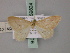  ( - BC ZSM Lep 59824)  @13 [ ] CreativeCommons - Attribution Non-Commercial Share-Alike (2011) Axel Hausmann/Bavarian State Collection of Zoology (ZSM) SNSB, Zoologische Staatssammlung Muenchen