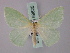 ( - BC ZSM Lep 59825)  @11 [ ] CreativeCommons - Attribution Non-Commercial Share-Alike (2011) Axel Hausmann/Bavarian State Collection of Zoology (ZSM) SNSB, Zoologische Staatssammlung Muenchen