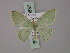  (Comostola meritaria - BC ZSM Lep 59837)  @12 [ ] CreativeCommons - Attribution Non-Commercial Share-Alike (2011) Axel Hausmann/Bavarian State Collection of Zoology (ZSM) SNSB, Zoologische Staatssammlung Muenchen