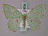  ( - BC ZSM Lep 59838)  @14 [ ] CreativeCommons - Attribution Non-Commercial Share-Alike (2011) Axel Hausmann/Bavarian State Collection of Zoology (ZSM) SNSB, Zoologische Staatssammlung Muenchen