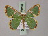  ( - BC ZSM Lep 59841)  @14 [ ] CreativeCommons - Attribution Non-Commercial Share-Alike (2011) Axel Hausmann/Bavarian State Collection of Zoology (ZSM) SNSB, Zoologische Staatssammlung Muenchen
