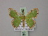  (Comostola minutata - BC ZSM Lep 59842)  @13 [ ] CreativeCommons - Attribution Non-Commercial Share-Alike (2011) Axel Hausmann/Bavarian State Collection of Zoology (ZSM) SNSB, Zoologische Staatssammlung Muenchen