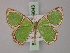  ( - BC ZSM Lep 59843)  @14 [ ] CreativeCommons - Attribution Non-Commercial Share-Alike (2011) Axel Hausmann/Bavarian State Collection of Zoology (ZSM) SNSB, Zoologische Staatssammlung Muenchen