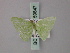  ( - BC ZSM Lep 59847)  @12 [ ] CreativeCommons - Attribution Non-Commercial Share-Alike (2011) Axel Hausmann/Bavarian State Collection of Zoology (ZSM) SNSB, Zoologische Staatssammlung Muenchen