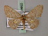  (Discoglypha - BC ZSM Lep 59863)  @13 [ ] CreativeCommons - Attribution Non-Commercial Share-Alike (2011) Axel Hausmann/Bavarian State Collection of Zoology (ZSM) SNSB, Zoologische Staatssammlung Muenchen