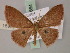  ( - BC ZSM Lep 59864)  @13 [ ] CreativeCommons - Attribution Non-Commercial Share-Alike (2011) Axel Hausmann/Bavarian State Collection of Zoology (ZSM) SNSB, Zoologische Staatssammlung Muenchen