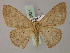  (Semaeopus dentilinea - BC ZSM Lep 59871)  @14 [ ] CreativeCommons - Attribution Non-Commercial Share-Alike (2011) Axel Hausmann/Bavarian State Collection of Zoology (ZSM) SNSB, Zoologische Staatssammlung Muenchen