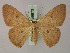  (Semaeopus illimitata - BC ZSM Lep 59873)  @15 [ ] CreativeCommons - Attribution Non-Commercial Share-Alike (2011) Axel Hausmann/Bavarian State Collection of Zoology (ZSM) SNSB, Zoologische Staatssammlung Muenchen