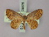  (Semaeopus praecoca - BC ZSM Lep 59876)  @12 [ ] CreativeCommons - Attribution Non-Commercial Share-Alike (2011) Axel Hausmann/Bavarian State Collection of Zoology (ZSM) SNSB, Zoologische Staatssammlung Muenchen