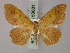  (Semaeopus florera - BC ZSM Lep 59881)  @13 [ ] CreativeCommons - Attribution Non-Commercial Share-Alike (2011) Axel Hausmann/Bavarian State Collection of Zoology (ZSM) SNSB, Zoologische Staatssammlung Muenchen