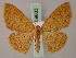  ( - BC ZSM Lep 59883)  @14 [ ] CreativeCommons - Attribution Non-Commercial Share-Alike (2011) Axel Hausmann/Bavarian State Collection of Zoology (ZSM) SNSB, Zoologische Staatssammlung Muenchen