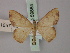  (Semaeopus ambagifera - BC ZSM Lep 59884)  @13 [ ] CreativeCommons - Attribution Non-Commercial Share-Alike (2011) Axel Hausmann/Bavarian State Collection of Zoology (ZSM) SNSB, Zoologische Staatssammlung Muenchen