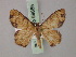  ( - BC ZSM Lep 59885)  @14 [ ] CreativeCommons - Attribution Non-Commercial Share-Alike (2011) Axel Hausmann/Bavarian State Collection of Zoology (ZSM) SNSB, Zoologische Staatssammlung Muenchen