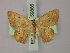  (Semaeopus redundata - BC ZSM Lep 59886)  @14 [ ] CreativeCommons - Attribution Non-Commercial Share-Alike (2011) Axel Hausmann/Bavarian State Collection of Zoology (ZSM) SNSB, Zoologische Staatssammlung Muenchen