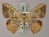  (Semaeopus subtincta - BC ZSM Lep 59887)  @14 [ ] CreativeCommons - Attribution Non-Commercial Share-Alike (2011) Axel Hausmann/Bavarian State Collection of Zoology (ZSM) SNSB, Zoologische Staatssammlung Muenchen