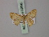  (Hemipterodes subrotundata - BC ZSM Lep 59890)  @12 [ ] CreativeCommons - Attribution Non-Commercial Share-Alike (2011) Axel Hausmann/Bavarian State Collection of Zoology (ZSM) SNSB, Zoologische Staatssammlung Muenchen