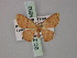  ( - BC ZSM Lep 59893)  @12 [ ] CreativeCommons - Attribution Non-Commercial Share-Alike (2011) Axel Hausmann/Bavarian State Collection of Zoology (ZSM) SNSB, Zoologische Staatssammlung Muenchen