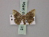 ( - BC ZSM Lep 59894)  @12 [ ] CreativeCommons - Attribution Non-Commercial Share-Alike (2011) Axel Hausmann/Bavarian State Collection of Zoology (ZSM) SNSB, Zoologische Staatssammlung Muenchen