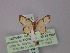  ( - BC ZSM Lep 59895)  @12 [ ] CreativeCommons - Attribution Non-Commercial Share-Alike (2011) Axel Hausmann/Bavarian State Collection of Zoology (ZSM) SNSB, Zoologische Staatssammlung Muenchen