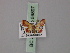  ( - BC ZSM Lep 59897)  @11 [ ] CreativeCommons - Attribution Non-Commercial Share-Alike (2011) Axel Hausmann/Bavarian State Collection of Zoology (ZSM) SNSB, Zoologische Staatssammlung Muenchen