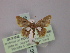 (Tricentra unimacula - BC ZSM Lep 59899)  @12 [ ] CreativeCommons - Attribution Non-Commercial Share-Alike (2011) Axel Hausmann/Bavarian State Collection of Zoology (ZSM) SNSB, Zoologische Staatssammlung Muenchen