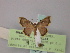  (Tricentra acuta - BC ZSM Lep 59904)  @11 [ ] CreativeCommons - Attribution Non-Commercial Share-Alike (2011) Axel Hausmann/Bavarian State Collection of Zoology (ZSM) SNSB, Zoologische Staatssammlung Muenchen