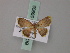  ( - BC ZSM Lep 59905)  @12 [ ] CreativeCommons - Attribution Non-Commercial Share-Alike (2011) Axel Hausmann/Bavarian State Collection of Zoology (ZSM) SNSB, Zoologische Staatssammlung Muenchen