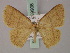  (Apostegania - BC ZSM Lep 59908)  @14 [ ] CreativeCommons - Attribution Non-Commercial Share-Alike (2011) Axel Hausmann/Bavarian State Collection of Zoology (ZSM) SNSB, Zoologische Staatssammlung Muenchen