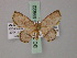  (Chrysocraspeda rosina - BC ZSM Lep 59922)  @11 [ ] CreativeCommons - Attribution Non-Commercial Share-Alike (2011) Axel Hausmann/Bavarian State Collection of Zoology (ZSM) SNSB, Zoologische Staatssammlung Muenchen