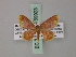  (Chrysocraspeda leighata - BC ZSM Lep 59923)  @11 [ ] CreativeCommons - Attribution Non-Commercial Share-Alike (2011) Axel Hausmann/Bavarian State Collection of Zoology (ZSM) SNSB, Zoologische Staatssammlung Muenchen