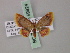  ( - BC ZSM Lep 59924)  @11 [ ] CreativeCommons - Attribution Non-Commercial Share-Alike (2011) Axel Hausmann/Bavarian State Collection of Zoology (ZSM) SNSB, Zoologische Staatssammlung Muenchen