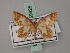  (Chrysocraspeda conversata - BC ZSM Lep 59925)  @11 [ ] CreativeCommons - Attribution Non-Commercial Share-Alike (2011) Axel Hausmann/Bavarian State Collection of Zoology (ZSM) SNSB, Zoologische Staatssammlung Muenchen