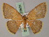  (Chrysocraspeda autarces - BC ZSM Lep 59931)  @11 [ ] CreativeCommons - Attribution Non-Commercial Share-Alike (2011) Axel Hausmann/Bavarian State Collection of Zoology (ZSM) SNSB, Zoologische Staatssammlung Muenchen