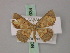  (Chrysocraspeda marginata - BC ZSM Lep 59934)  @11 [ ] CreativeCommons - Attribution Non-Commercial Share-Alike (2011) Axel Hausmann/Bavarian State Collection of Zoology (ZSM) SNSB, Zoologische Staatssammlung Muenchen