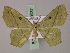  (Traminda neptunaria - BC ZSM Lep 59937)  @14 [ ] CreativeCommons - Attribution Non-Commercial Share-Alike (2011) Axel Hausmann/Bavarian State Collection of Zoology (ZSM) SNSB, Zoologische Staatssammlung Muenchen