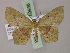  ( - BC ZSM Lep 59938)  @13 [ ] CreativeCommons - Attribution Non-Commercial Share-Alike (2011) Axel Hausmann/Bavarian State Collection of Zoology (ZSM) SNSB, Zoologische Staatssammlung Muenchen